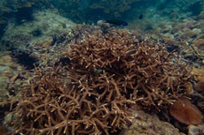 ทัวร์เกาะไข่ (เรือยอร์ช)