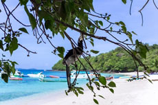 ทัวร์เกาะไม้ท่อน บานาน่าบีช ครึ่งวัน